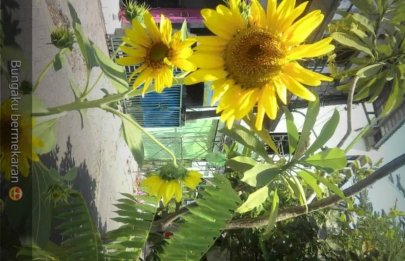 Bunga Matahari ☀ Terbit 